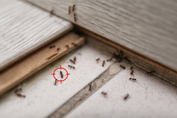 Best Rodent Control Near Me  in Royal Pines, NC