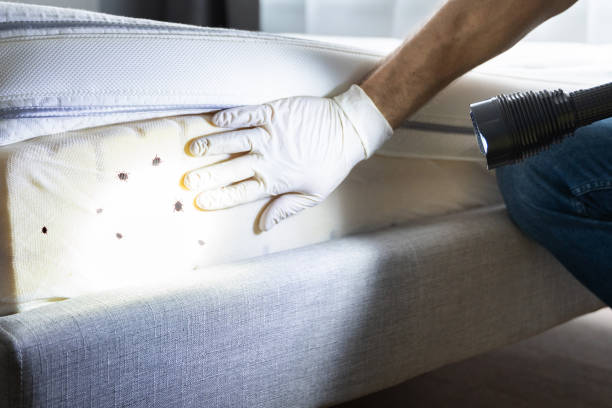 Best Termite Control Services  in Royal Pines, NC