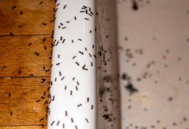 Best Local Pest Control Services  in Royal Pines, NC