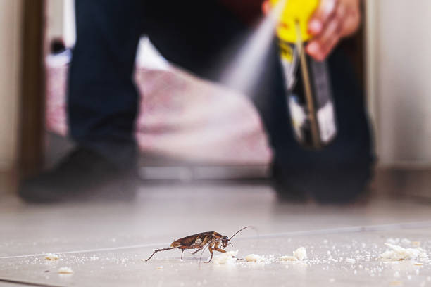 Best Bed Bug Extermination  in Royal Pines, NC