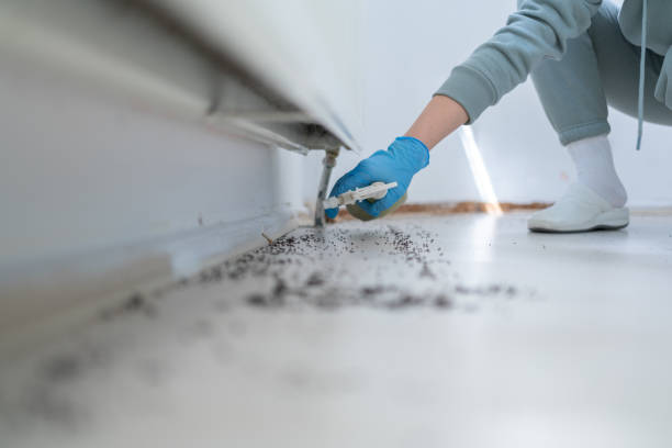 Best Flea Control Services  in Royal Pines, NC